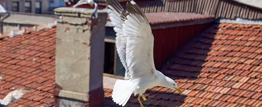 Residential Chimney Animal Removal Solution in Las Palmas, CA
